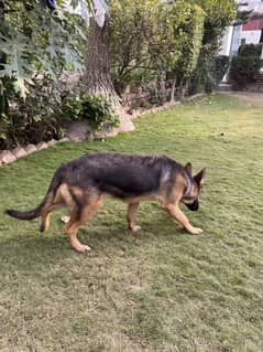 German shepherd Female double coated