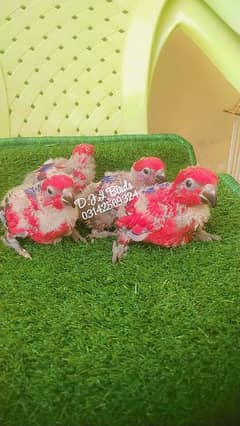parrot chicks