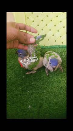 parrot