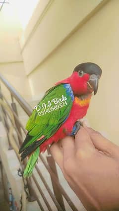 parrot