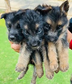 Top Quality German shepherd Pups