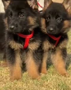 German shepherd puppies Double Coat my WhatsApp number 0331 9289880