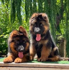 German Shepherd puppies 03255520926