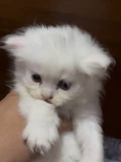 Persian