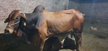 ghar k wacha Pala huwa for sale