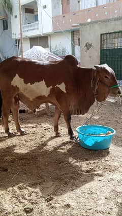 cow 2 dant