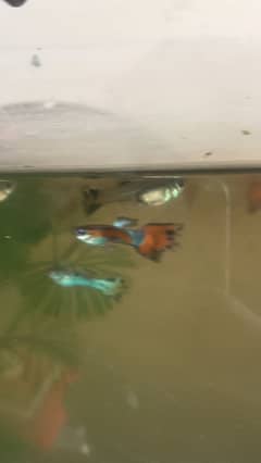 Guppy fish all available hai