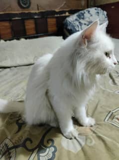 Double Coat White Persian Cat For Sale || Breeding Cat