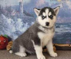 Siberian