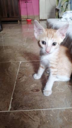 1 month old kittens  each 1k