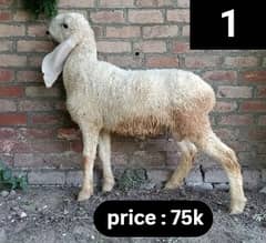 Chatra | Bakra | Kajla Chatra | Sheep | Dumba | Layla | Chaki Dumba