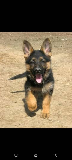 German shepherd puppies Double Coat my WhatsApp number 0331 9289880