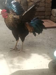 Aseel jawa