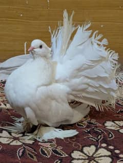 2 breeder pair American lakka for sale