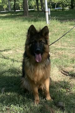 German shepherd young female 13 months