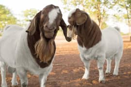 Cattle Farm Goat Farm Dairy Farm Farm House