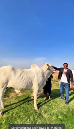 Land Best For Cattle Farm Goat Farm Dairy Farm Farm House