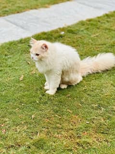 Persian