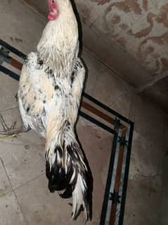 Aseel 0.3009600843