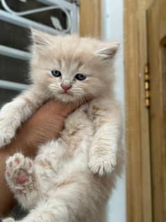 Persian cat Age 2 months