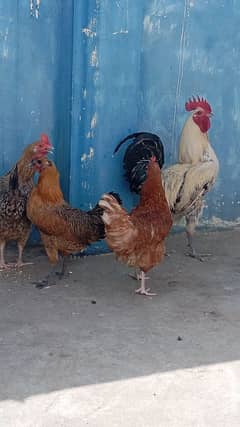 3 hens+1 cock