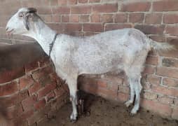 Healthy Goat Bakri For Qurbani