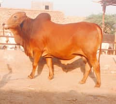 Qurbani Janwar Havi Weight and Healthy Janwar