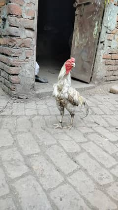 Heera aseel