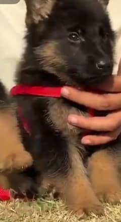 German