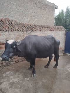 buffalo
