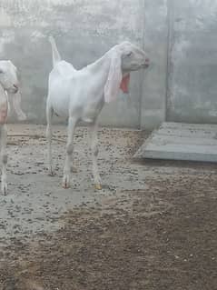 White Ghulabi
