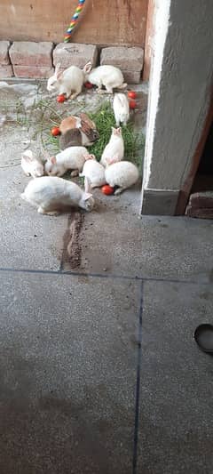 White colour Red eyes bunnies Rabbits for sale WhatsApp 0300-0340374