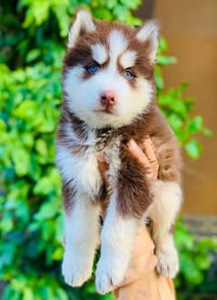 Siberian