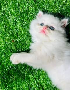 fluffy and friendly kitten available litter trained quality kittens