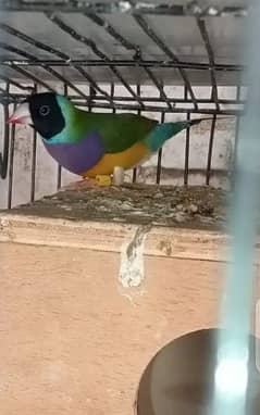 gouldian pair, hogoromo and 8 portion cage