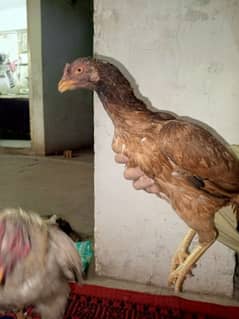 Aseel check gurantie