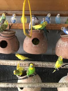 Budgies for sale