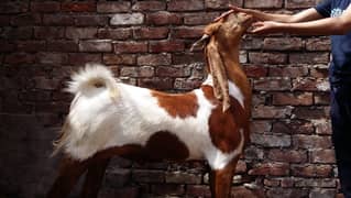 Bakra/ Desi Bakra/ 2 Dant Bakra/ Bakry/ Goat /Qurbani 2025