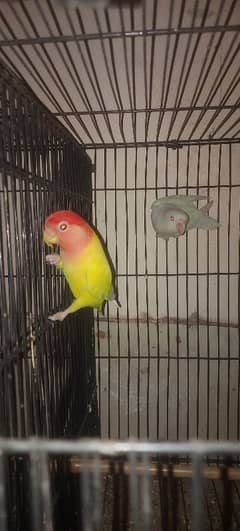 lovebirds pair