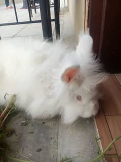 English Angora rabbit
