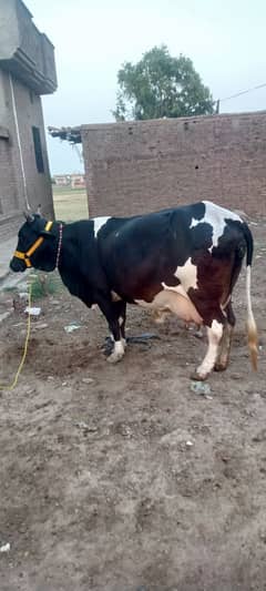 cow cholistan freason