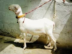 dumba for sale
