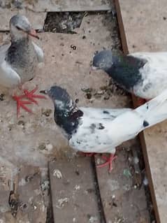 aseel kbotr for sale aik kbotr 1000 my phone number 03203711283