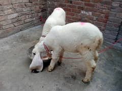 beautiful kajly male and female