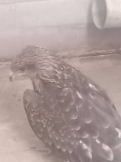 hawks for sale 50000