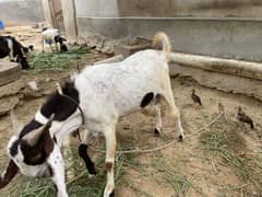 Goat/  bakra 2 dant