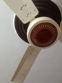 falcon fan