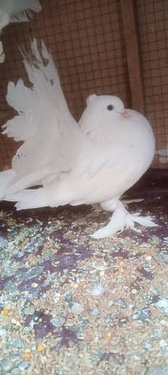 indian fantail for sale