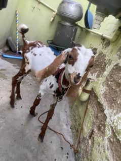 Bakra 3 months