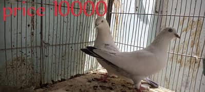 pigeons